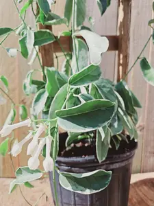 LIVE PLANT 3+ft Stephanotis floribunda variegated variegata - Bride's bouquet - Madagascar jasmine