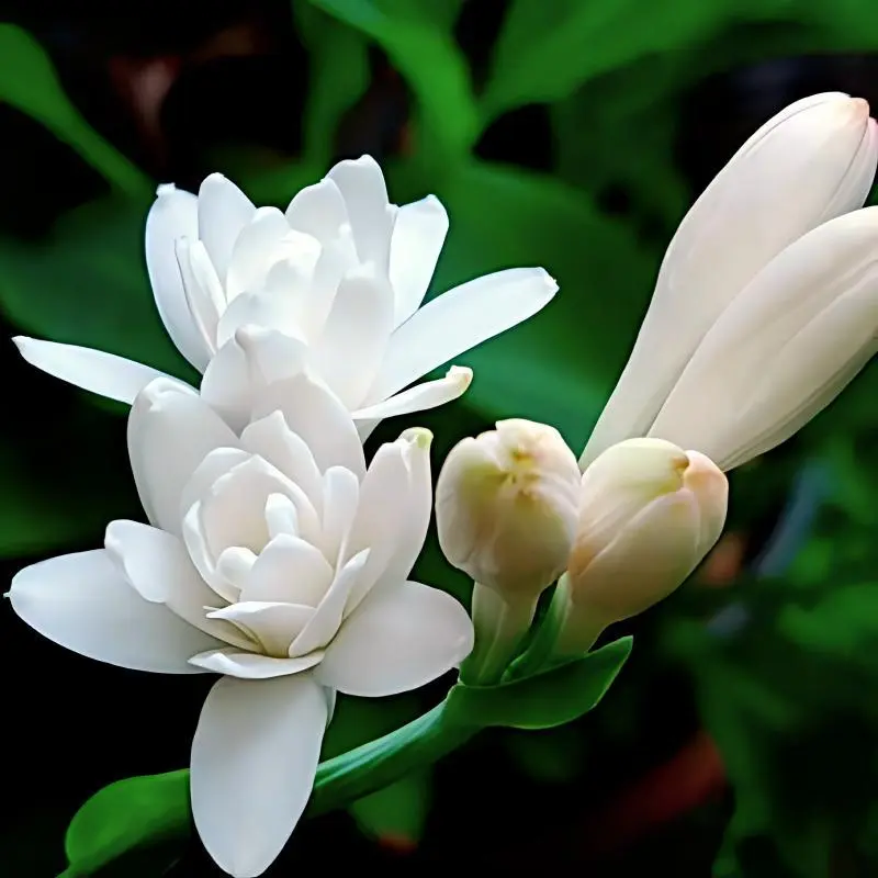 2PC Polianthes Tuberosa Bulbs, Highly Fragrant Double White Perennial Cut Flower Bulbs for Garden, Patio Pots & Fresh Bouquet Arrangement