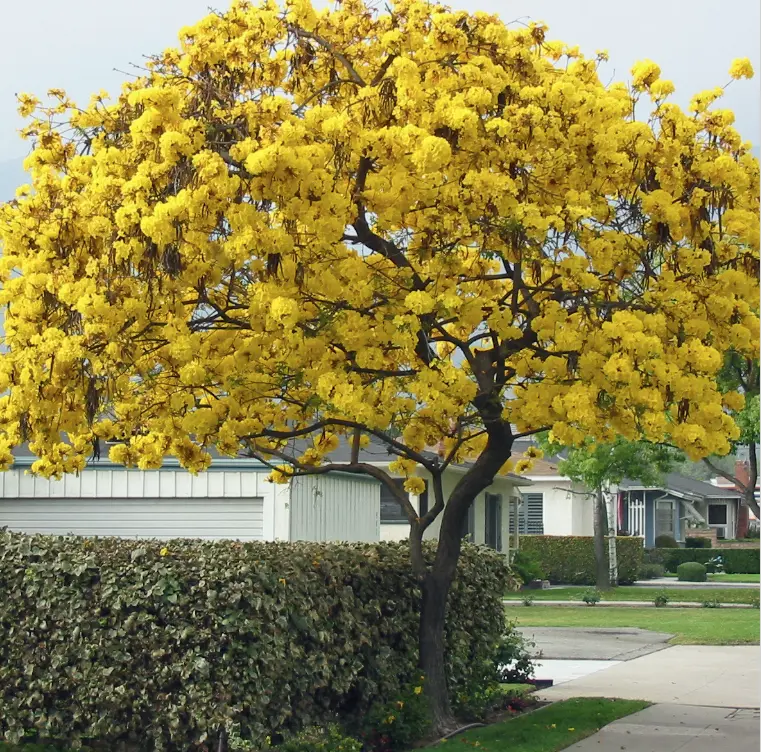 LIVE PLANT 3ft Tabebuia chrysotricha Golden Trumpet Tree Hummingbirds Bees