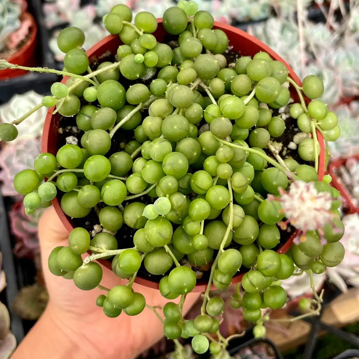 String Of Perals Plant 4” Succulent
