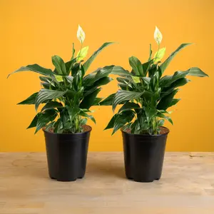 Peace Lily | medium
