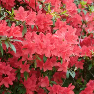 Rhododendron, Azalea 'Fashion' - 3 Gallon Pot
