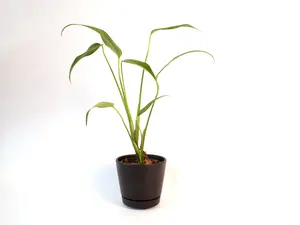 Monstera Burle Marx Flame 4” Potted Live Plant - Rare Exotic Houseplant - Skeleton Foliage - Deeply Fenestrated Leaves - Unique Tropical Aroid - Slow Growing - Collector’s Item - Architectural Plant - Statement Greenery - Interior Design Favorite