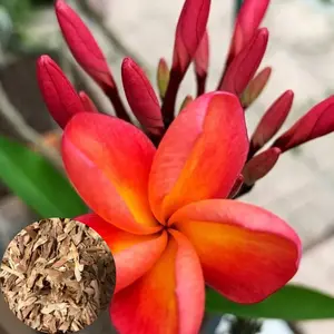 Green River 10 Pink Peach Plumeria Seeds - Flower Seed Pack, Tropical Fragrant Blooms, Premium Plant Seeds for Garden Pots, Perennial Flower Seeds Outdoor, Exotic Frangipani Variety