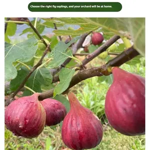 Fig Tree Seedling - Dense Roots, High Survival Rate, Seedless & Sweet - with Nutrient Soil for Beginner Gardening