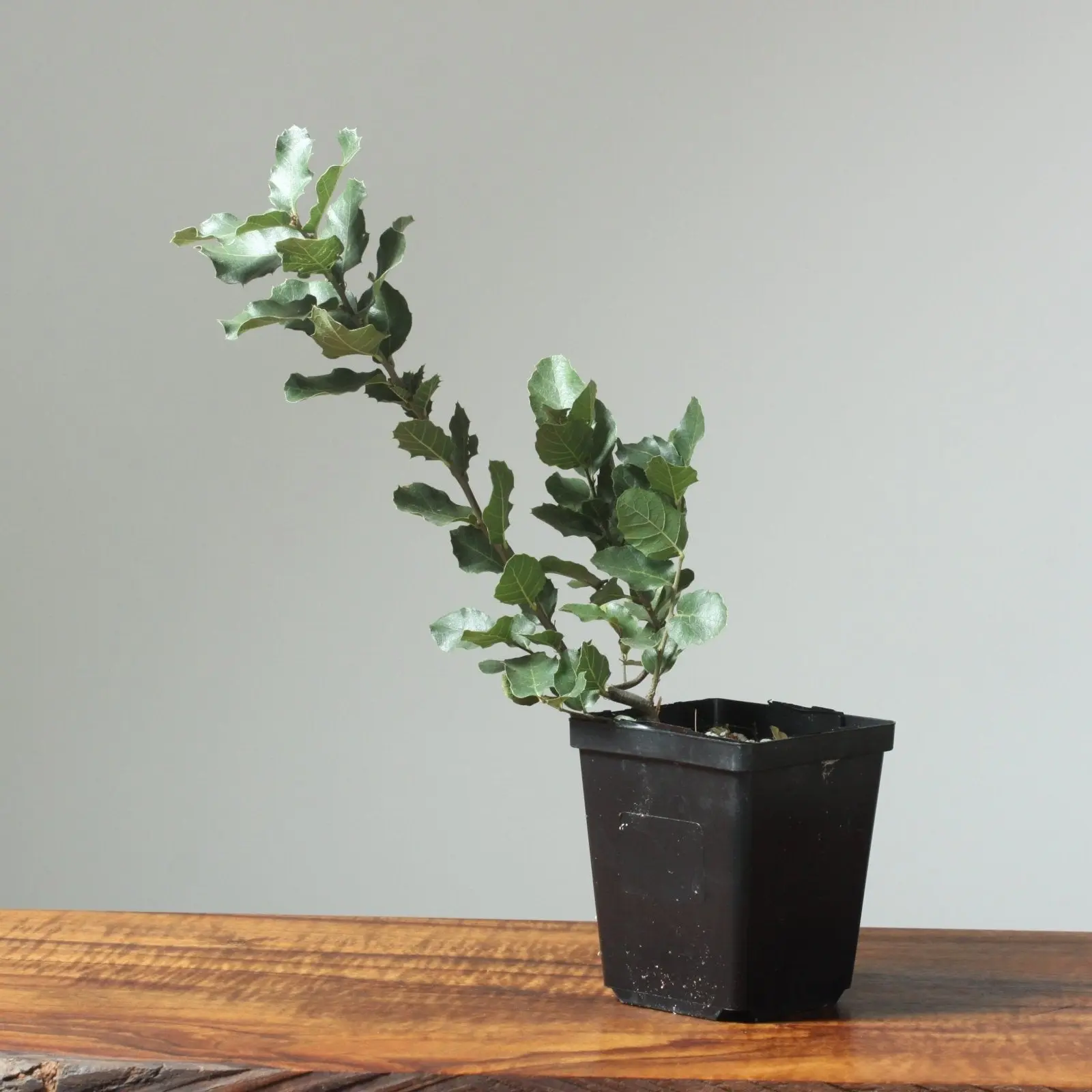 Cork Oak Bonsai Starter