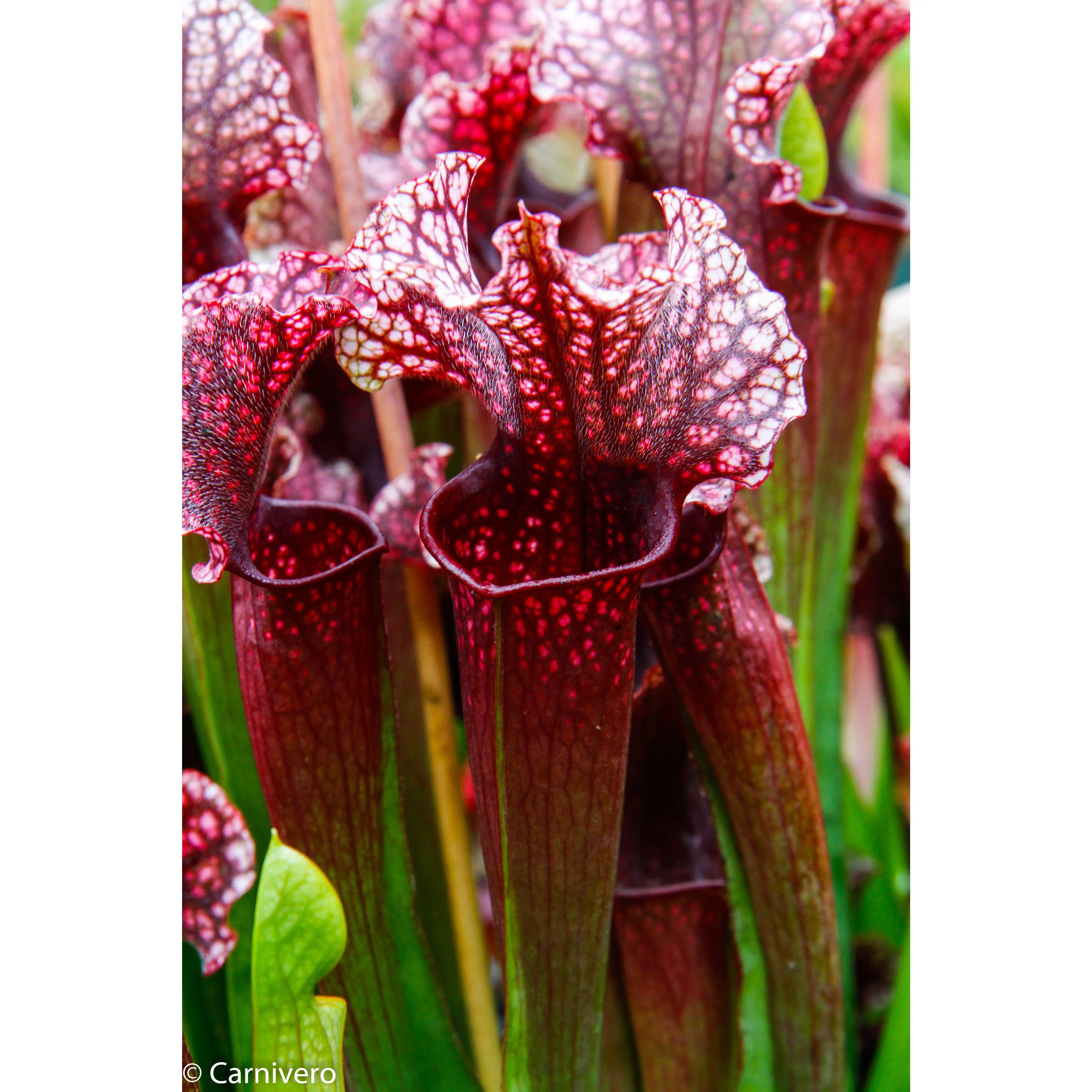Sarracenia 'Judith Hindle'