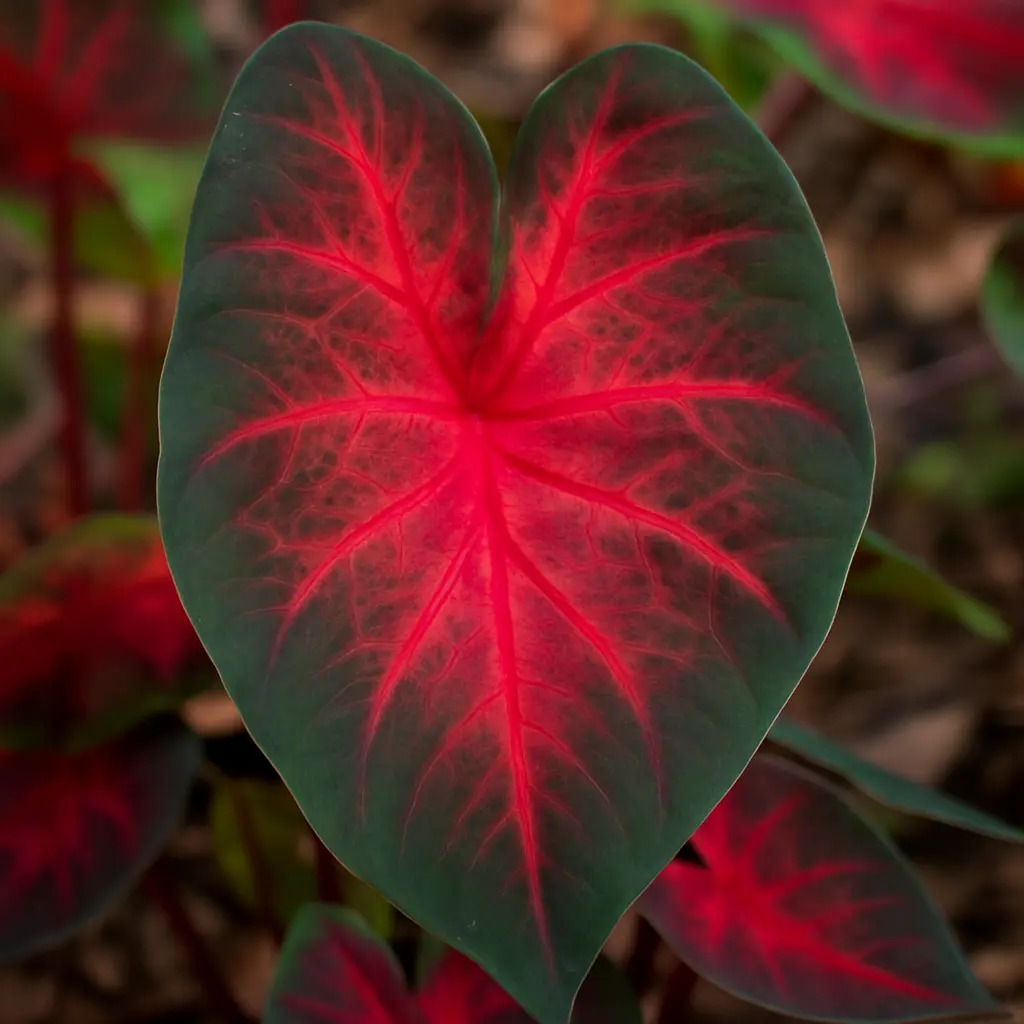 Dragon Heart Caladium – 6 Premium Bulbs for Dramatic Tropical Foliage