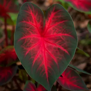 Dragon Heart Caladium – 6 Premium Bulbs for Dramatic Tropical Foliage