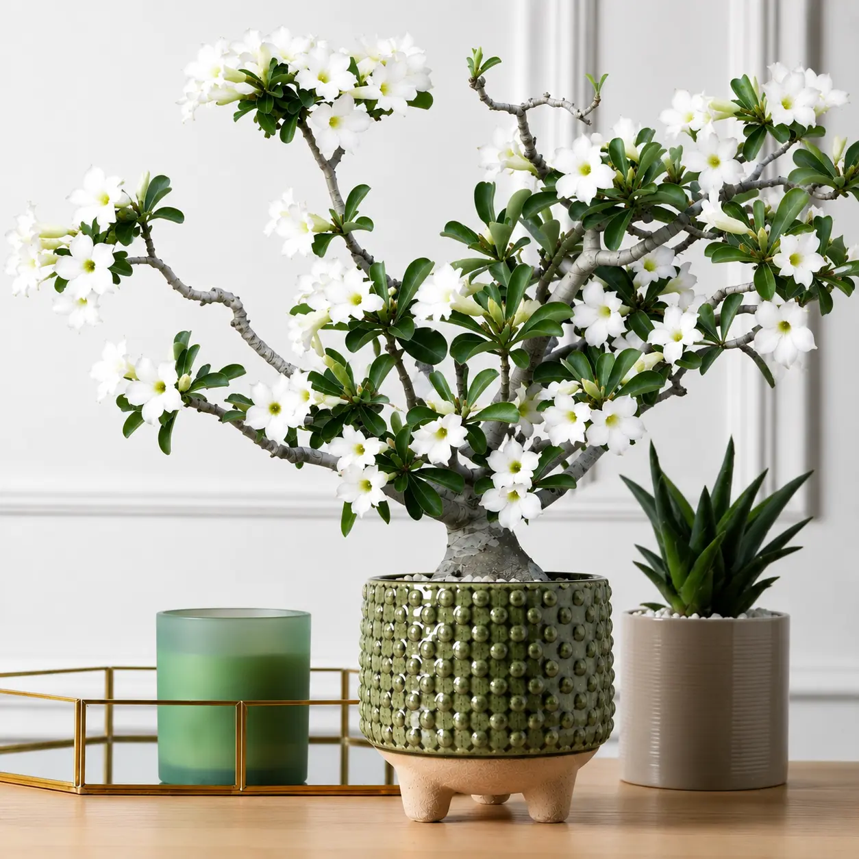 White Desert Rose Blooming Plant - 3.25" Pot