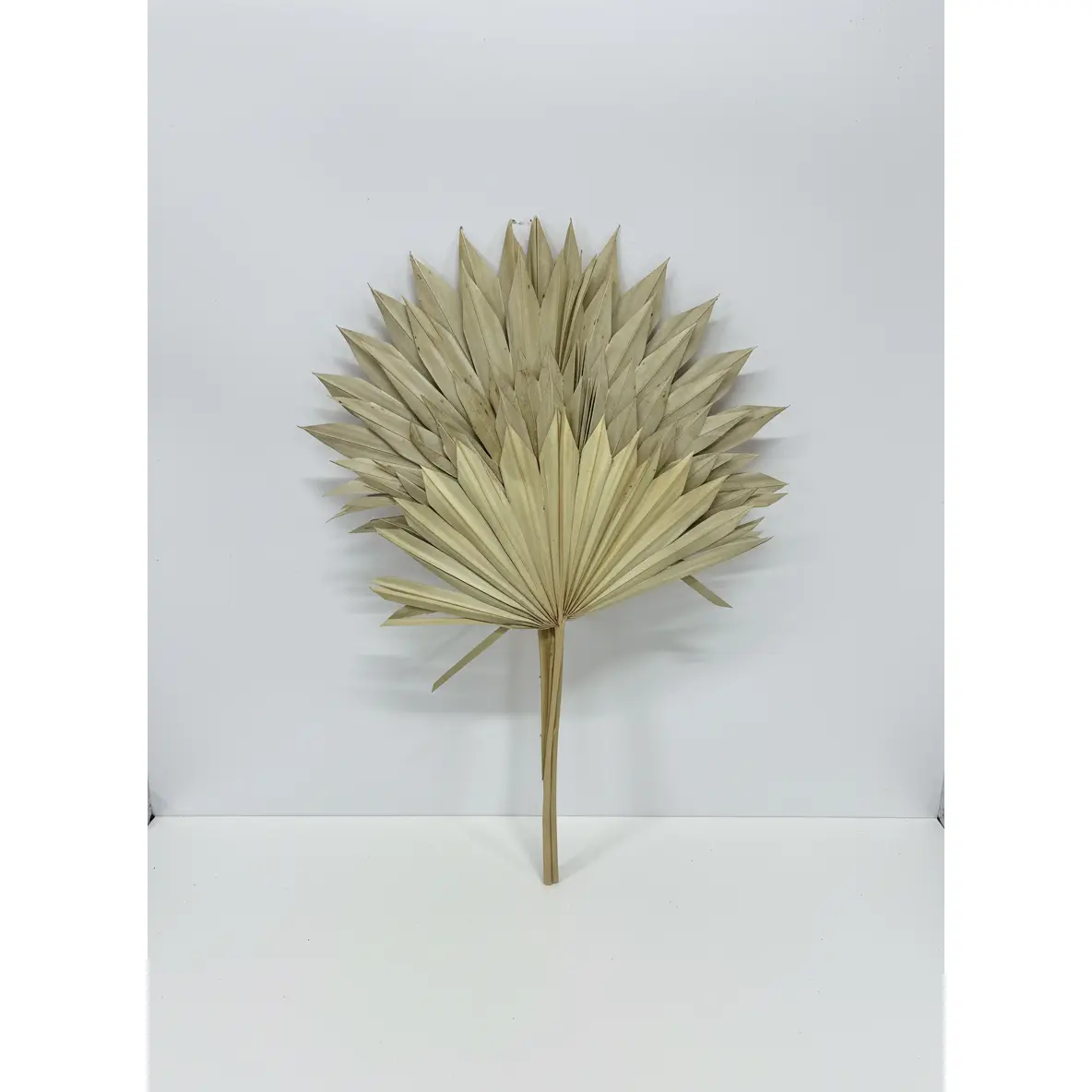 Sun Spear 20-22" Natural