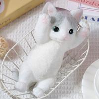 B American Shorthair