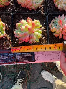 Echeveria 'Dream Song' cluster (around 3'')- Bare Root Succulents - Terra Tales