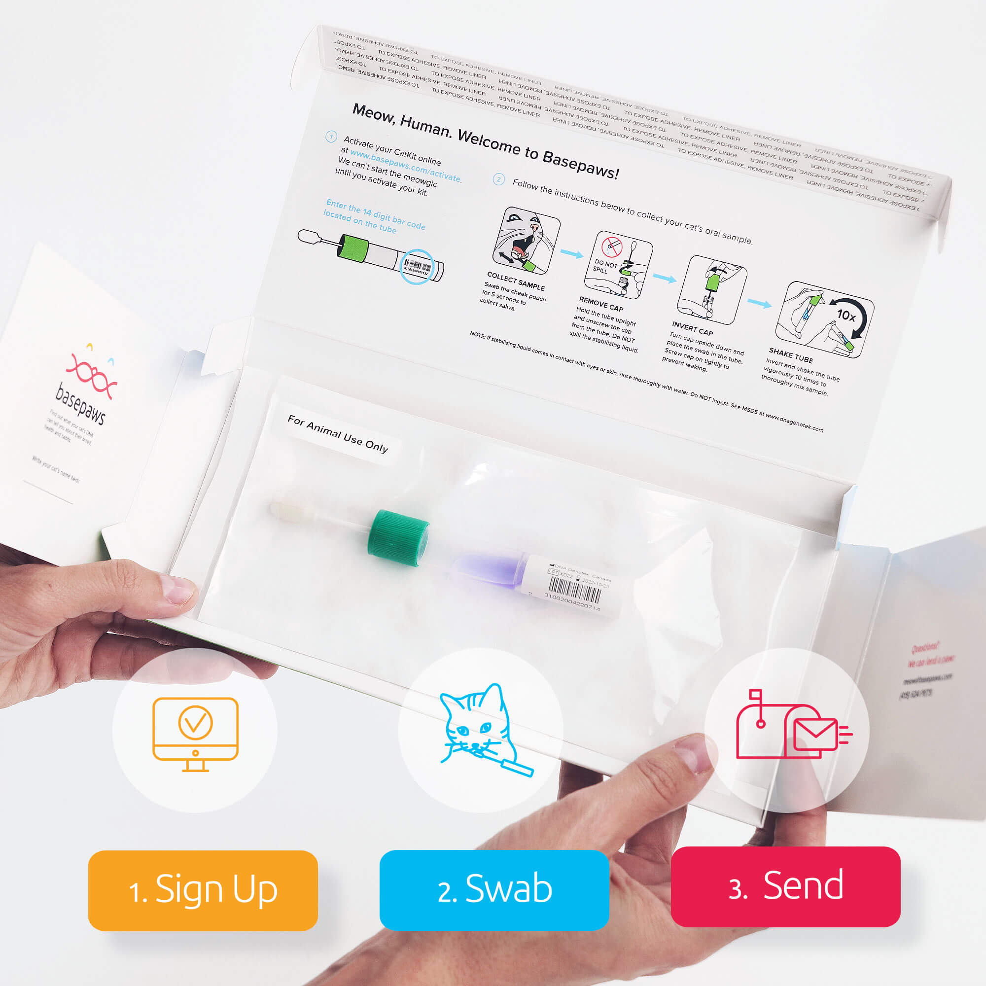 Basepaws Cat DNA Test, Breed & Health Reports, Wildcat Index, 39 Health Markers, 17 Genetic Diseases - 1 Pack