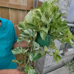 Marble Queen Pothos