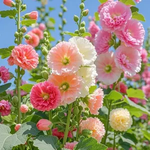 200 PCS Mixed Color Hollyhock Seeds, Tall Colorful Flowers, Easy to Grow, Fast-Germination, Perfect for Borders & Garden Walls