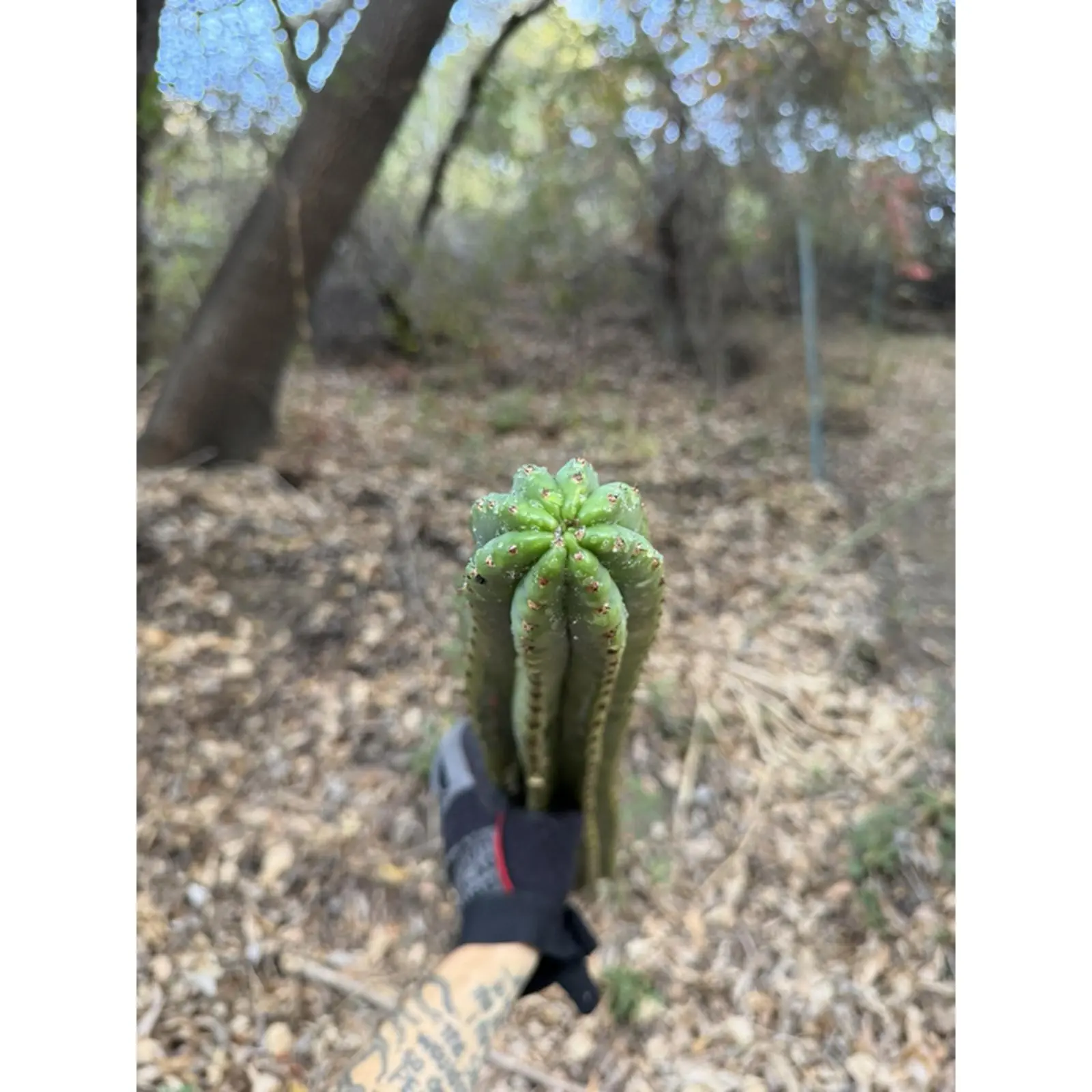 San Pedro Cactus Cuttings Trichocereus Peruvianus & Pachanoi 18-24"