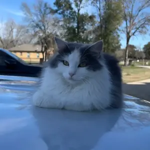 background preload poster image 