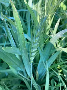 Graz'n Organic Oat Hay for Small Pets
