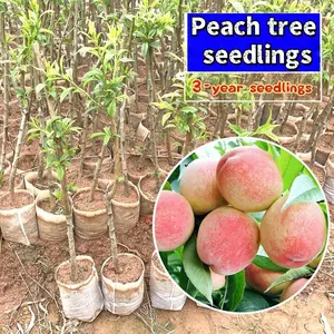 2-3 year old peach tree seedlings can be sent with bare roots, and fruit tree seedlings can be planted on balconies and courtyards