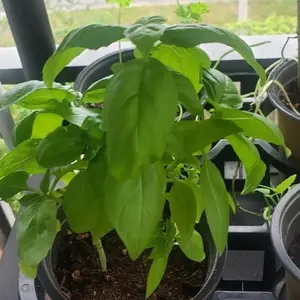 Sweet Basil Seeds