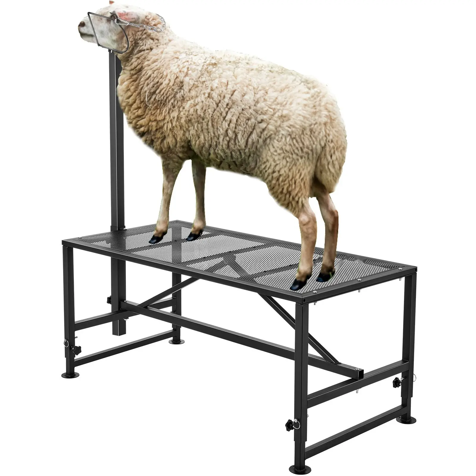 Goat And Sheep Stand For Livestock Handling, 51x23 Inch Heavy Duty Metal Livestock Milking And Shearing Stand, Adjustable Height From 21 To 33 Inches, Includes Headpiece And Nose Loop, 500 Lb Capacity, Black