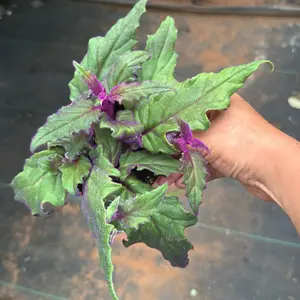 Purple Passion plant Gynura aurantiaca plant 4 in pot plant