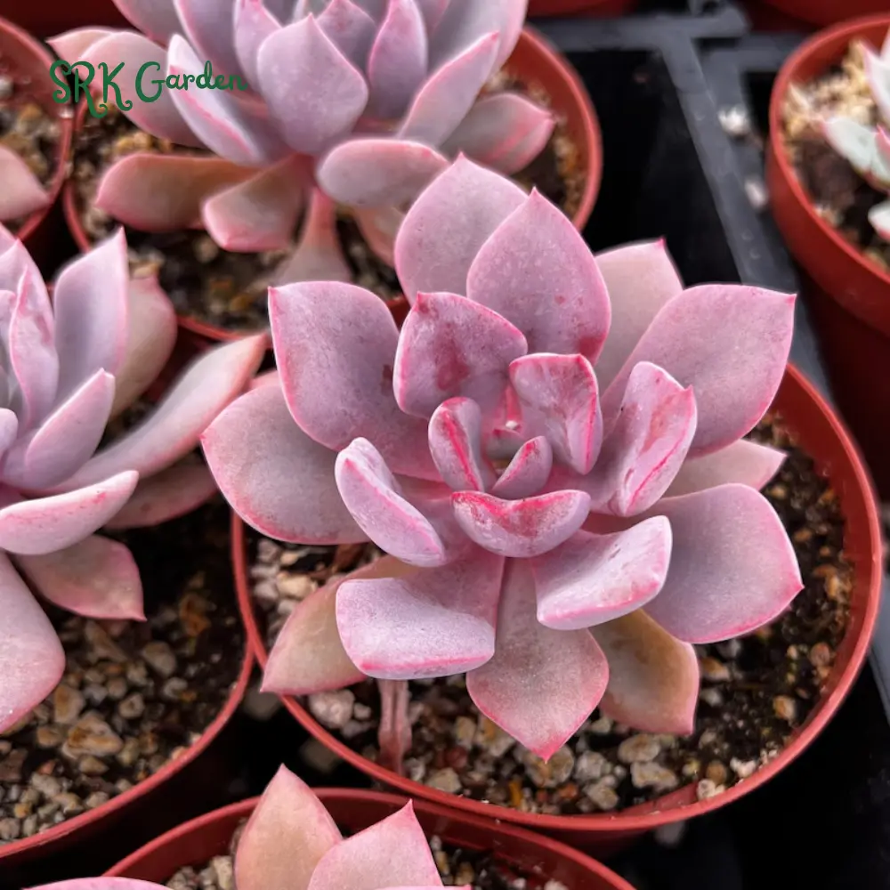 Graptoveria Debbie, Pink Succulent, Live Plant in 2.5'', 4'' pot