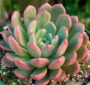Live Graptoveria Bashful Plant - Variegated Graptoveria Bashful - Pink Ruby  - Rooted Succulent - Small Plant - 2 Inch Pot