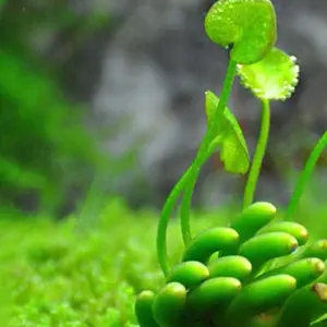 BUY 2 GET 1 FREE!!! Banana Plant (Nymphoides Aquatica) Live Aquarium Plants