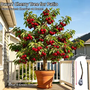 Prunus Avium Dwarf Cherry Tree - Grow Your Own Delicious Sweet Cherries at Home