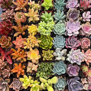 Colorful Assorted 2" Succulents - Decorative Plants for Home Decor - Hand Selected Mix of Healthy Vibrant Succulents in 2” Pots - Perfect for Weddings, Party Favors, DIY Arrangements, or Gift for Plant Lovers - Houseplants
