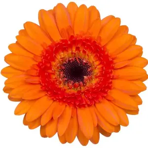 Mini Gerber Bison - 60 Stem Bunch