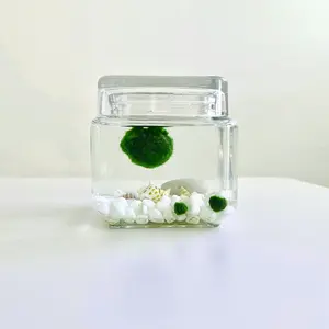 Moss Artistry Designer 4.5" 800ml Marimo Moss Ball White Pebbles Glass Bottle Glass Terrarium Home Decor and Office Decor Set Vase mossplantpetaquariumdesk cherryblossomtreedecor Ornaments aquarium plants aquascape tank aquarium plant
