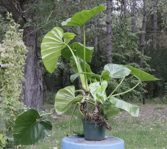 Monster Philodendron Giganteum 2-3ft live plant - Yauta Cimarrona - Giant  Philodendron - Elephant Ear Philodendron - TikTok Shop