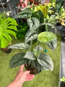 Scindapsus silver sierra totem - 4” pot