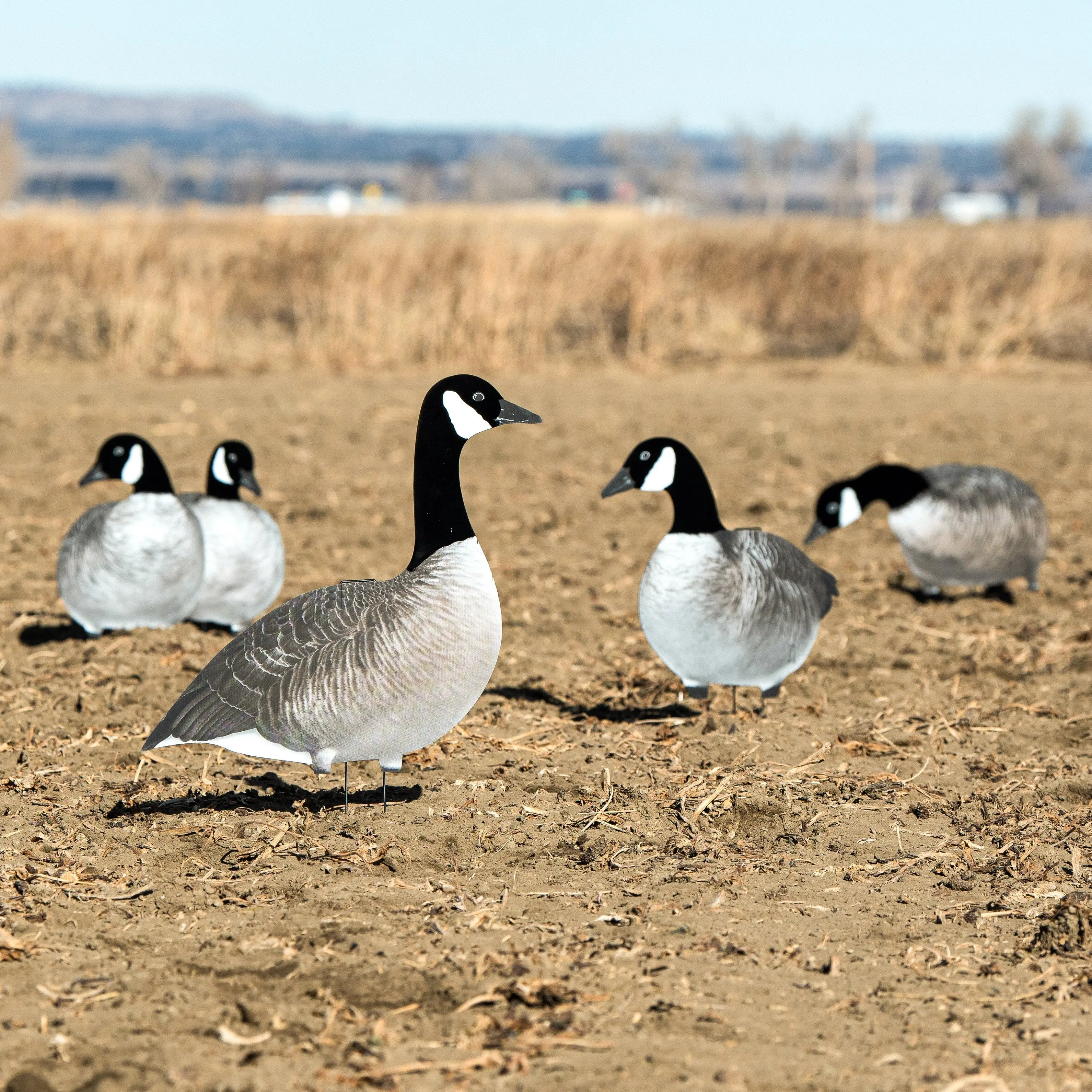 V2AF Alternate Flocked Canada Goose Silhouettes V2AF Alternate Flocked Canada Goose Silhouettes