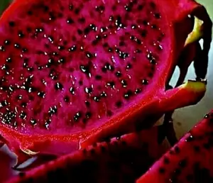 25 RED DRAGON FRUIT VINE SEEDS Cactus Pitaya HUGE 12" Flowers (H. costaricensis)