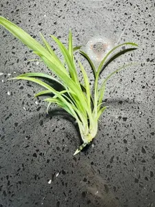 LIVE PLANT Spider Plant Chlorophytum Comosum Bonnie Plantlet