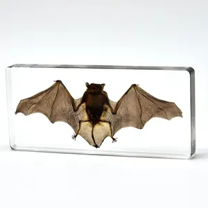 Real Preserved Bat Specimen in Clear Resin Block - 5.5" x 2.5" x 0.8" - Science Classroom Display, Biology Study, Halloween Decor & Unique Collectible