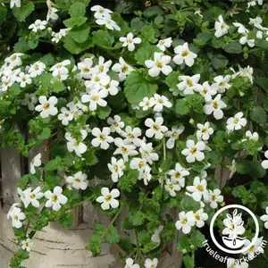 Bacopa Seeds - Utopia (MSP)