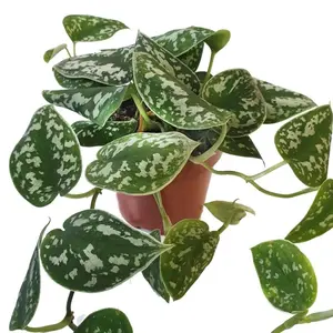 Pothos Satin - Indoor Live Plant, Trailing Pothos with Silky Silver Leaves, Air Purifying & Easy Care, Bright Light, Perfect Gift