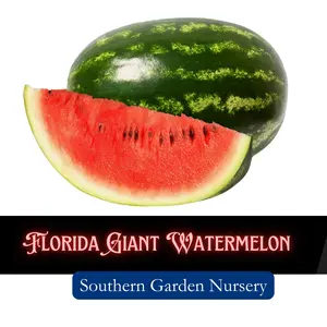 Florida Giant Watermelon Seeds - Whopping Big Fruits for Hot Climates - Open-Pollinated Heirloom Seeds