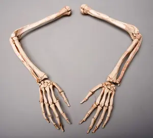 Aged Skeleton Arms Left and Right