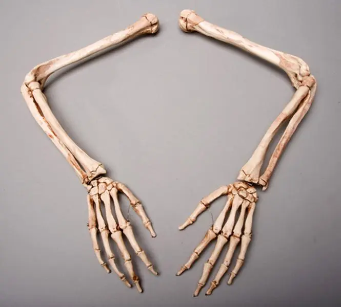 212 MAIN Life-Size Aged Plastic Skeleton Arms - Left and Right Pair Pack, Small Animal Toy, Durable Decorative Artwork Ornament, Decor
