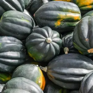 Heirloom Acorn Table Queen Winter Squash Seeds - Organic and Regenerative Gardening Seeds