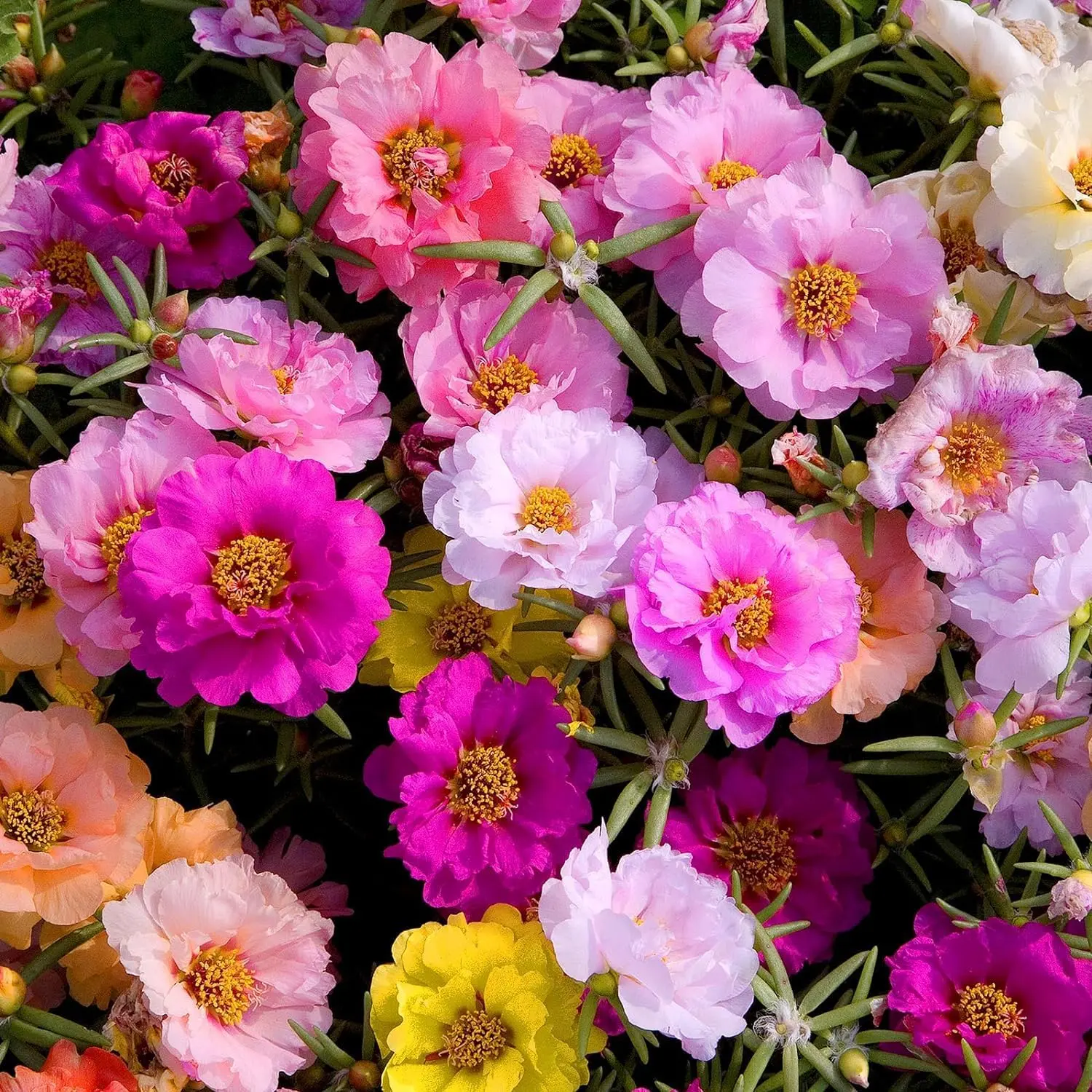 1000+ Mixed Moss Rose Seeds for Planting - Portulaca Grandiflora Seeds Tropical Ground Cover Plant Seeds - Heat & Drought Tolerant