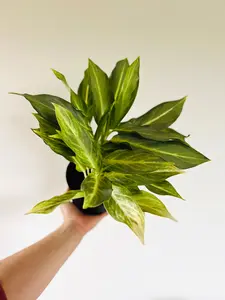 Aglaonema Phuket - 6" Pot