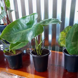 Philodendron Burle Marx Fully Rooted Plant - Natural Growth with No Artificial Attributes