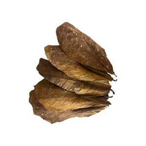 Large Indian Almond Leaves 6-9 Inches / Catappa Leaves 10 Pack